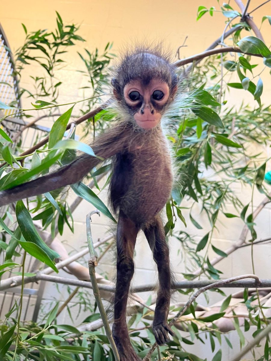 Oakland Zoo Rescues Baby Monkey